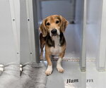 Ham - Male Bagle Hound Dog for Adoption - Small photo