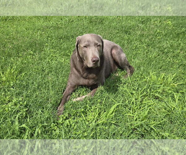 Medium Photo #13 Great Dane-Labrador Retriever Mix Puppy For Sale in Brewster, NY, USA