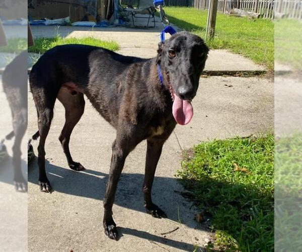 Medium Photo #2 Greyhound Puppy For Sale in Cherry Hill, NJ, USA