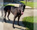 Small #1 Greyhound