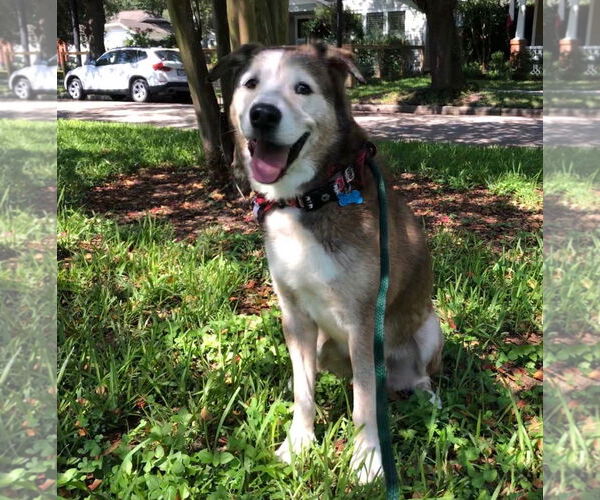 Medium Photo #13 Siberian Husky-Unknown Mix Puppy For Sale in Houston, TX, USA