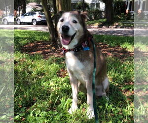Patch - Male Siberian Husky-Unknown Mix Dog for Adoption - Photo #13