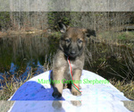 Small #4 German Shepherd Dog