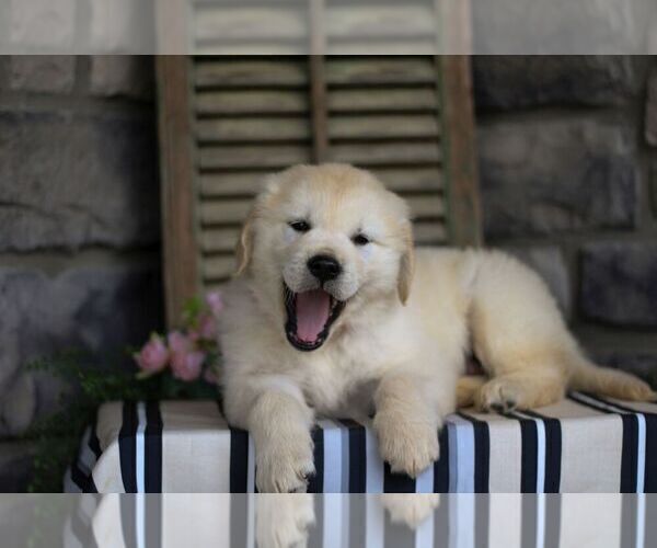 Medium Photo #5 Golden Retriever Puppy For Sale in LITITZ, PA, USA