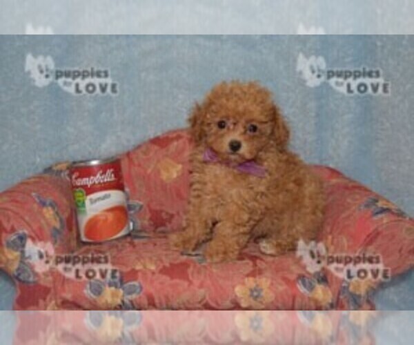Full screen Photo #5 Poodle (Toy) Puppy For Sale in SANGER, TX, USA