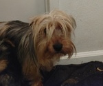 Small Photo #1 Yorkshire Terrier Puppy For Sale in DANA POINT, CA, USA