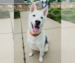 Siberian Husky-Unknown Mix Dogs for adoption in Sacramento, CA, USA