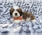 Small Lhasa Apso