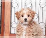 Small Photo #2 Maltipoo Puppy For Sale in NAPLES, FL, USA