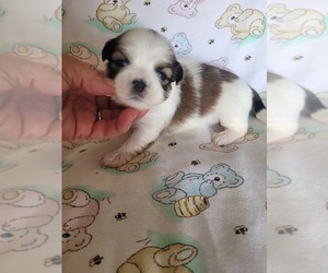 Lhasa Apso Puppy for Sale in APPLE VALLEY, California USA