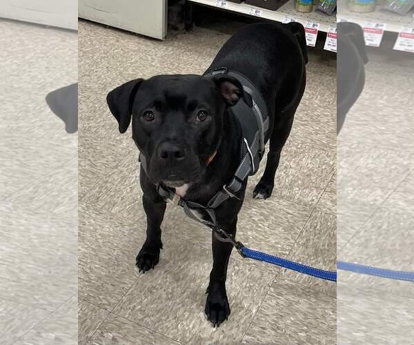 Medium Photo #13 American Staffordshire Terrier-Unknown Mix Puppy For Sale in Minneapolis, MN, USA