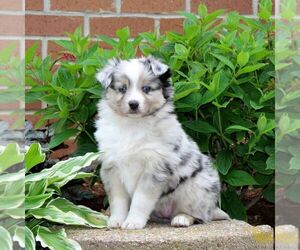 Miniature Australian Shepherd Puppy for sale in NEW PROVIDENCE, PA, USA