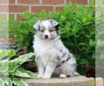 Image preview for Ad Listing. Nickname: Fern