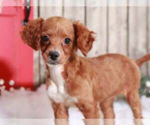 Cavapoo Puppy for sale in MOUNT VERNON, OH, USA