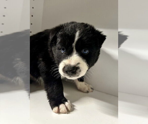 Medium Photo #8 Labrador Retriever-Unknown Mix Puppy For Sale in San Diego, CA, USA