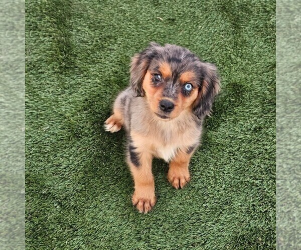 Medium Photo #12 Cavalier King Charles Spaniel-Miniature Australian Shepherd Mix Puppy For Sale in POMONA, CA, USA