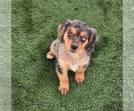 Small #2 Cavalier King Charles Spaniel-Miniature Australian Shepherd Mix
