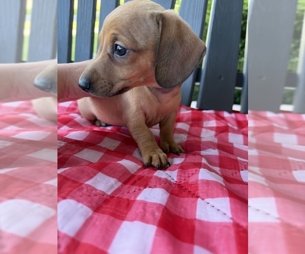 Medium Photo #5 Dachshund Puppy For Sale in WILLARD, OH, USA
