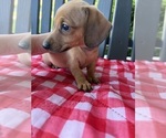 Small #4 Dachshund