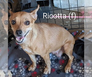 Chihuahua-Unknown Mix Dogs for adoption in San Bernardino, CA, USA