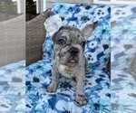 Small #1 French Bulldog