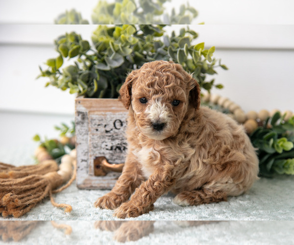 Medium Photo #3 Poodle (Miniature) Puppy For Sale in FARWELL, MI, USA