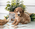 Small #2 Poodle (Miniature)