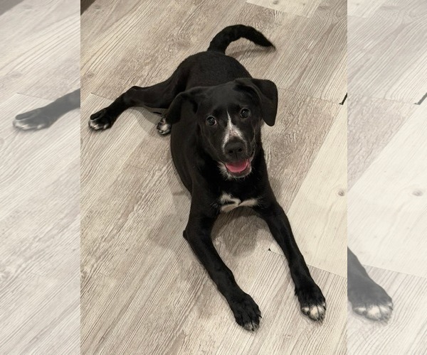 Medium Photo #5 American Staffordshire Terrier-Labrador Retriever Mix Puppy For Sale in Holly Springs, NC, USA