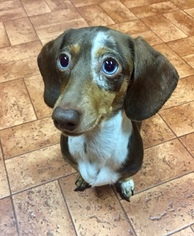Dachshund Puppy for sale in SUMTER, SC, USA
