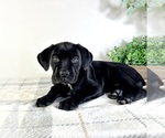 Small #5 Cane Corso