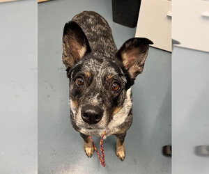Mutt Dogs for adoption in London, Ontario, Canada