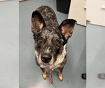 STARZ - Female Mutt Dog for Adoption - Small photo