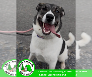 Alaskan Malamute-Norwegian Elkhound Mix Dogs for adoption in Stroudsburg, PA, USA