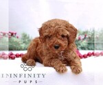 Small Goldendoodle (Miniature)