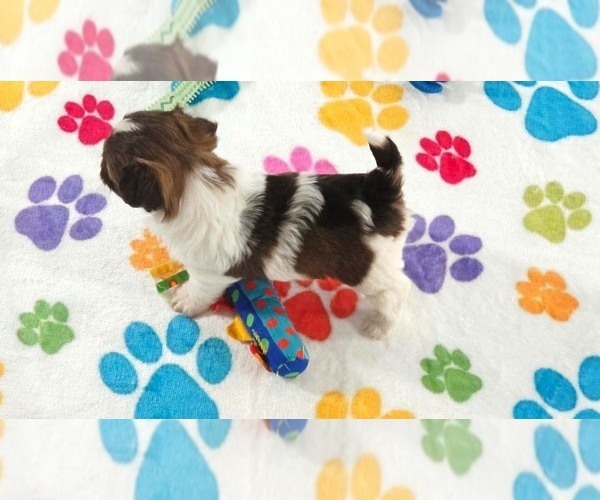 Medium Photo #4 Havashire Puppy For Sale in ORO VALLEY, AZ, USA