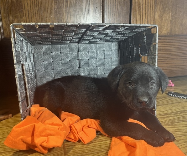 Full screen Photo #5 Labrador Retriever Puppy For Sale in CADWELL, IL, USA