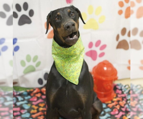 Medium Photo #1 Doberman Pinscher Puppy For Sale in Placerville, CA, USA