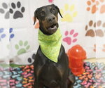 ROCKY - Male Doberman Pinscher Dog for Adoption - Small photo