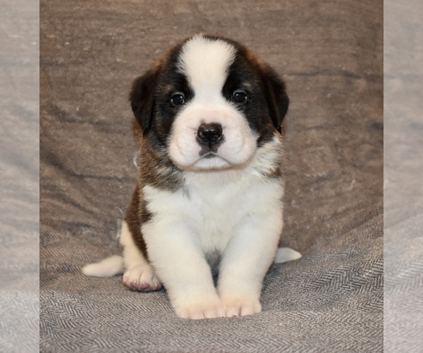 Medium Photo #1 Saint Bernard Puppy For Sale in CAMBRIDGE, NE, USA