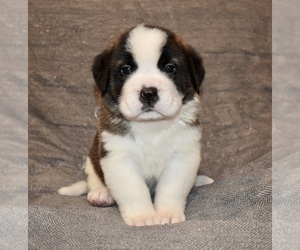Saint Bernard Puppy for sale in CAMBRIDGE, NE, USA