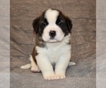 Small Saint Bernard