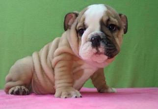 Bulldog Puppy for sale in CHARLESTON, SC, USA