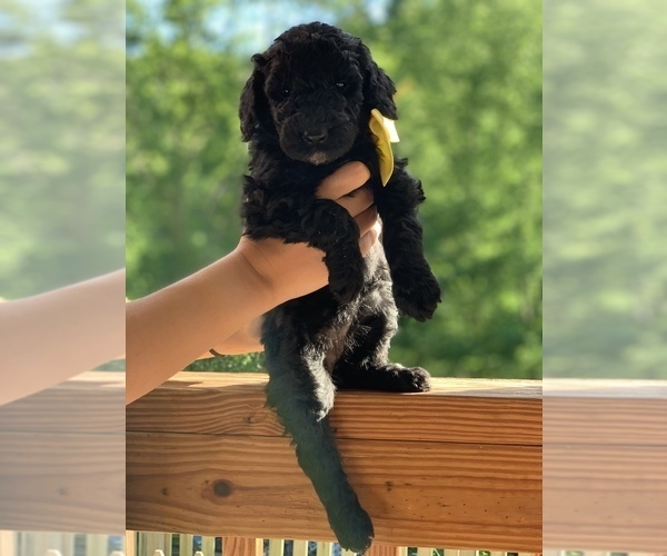 Medium Photo #1 Poodle (Standard) Puppy For Sale in PINEVILLE, KY, USA