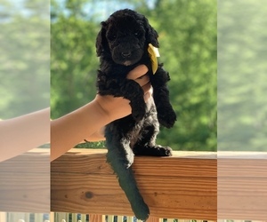Poodle (Standard) Puppy for sale in PINEVILLE, KY, USA