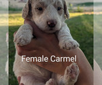 Puppy Puppy 6 Goldendoodle