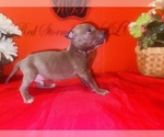 Small #2 American Pit Bull Terrier
