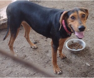 Black and Tan Coonhound Dogs for adoption in CHOUTEAU, OK, USA