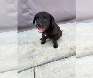 Labrador Retriever-Unknown Mix Dogs for adoption in Dana Point, CA, USA