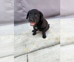 Small Labrador Retriever Mix