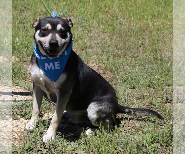 Medium Photo #3 English Bullweiler Puppy For Sale in Bandera, TX, USA